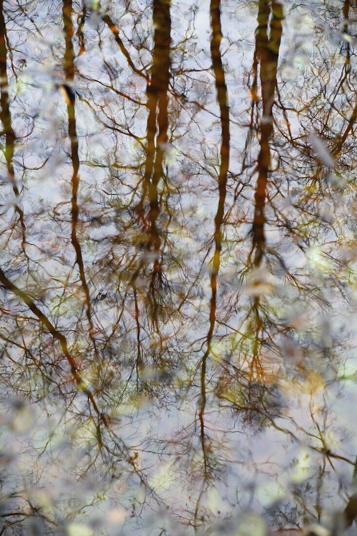 Reflection of beech trees in pool of water