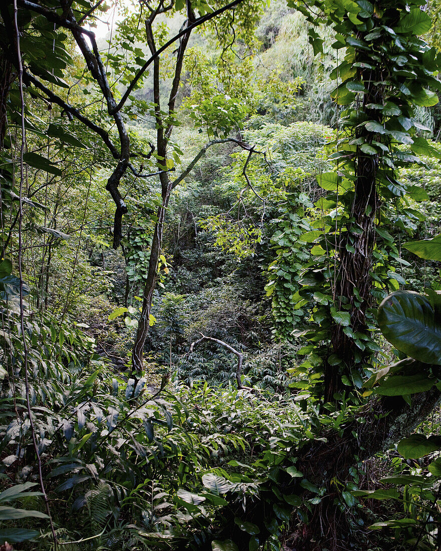 Lush foliage in rainforest in Maui, Hawaii