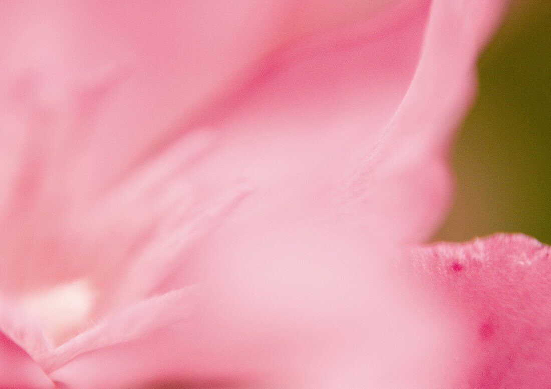 Flower, extreme close-up, abstract view