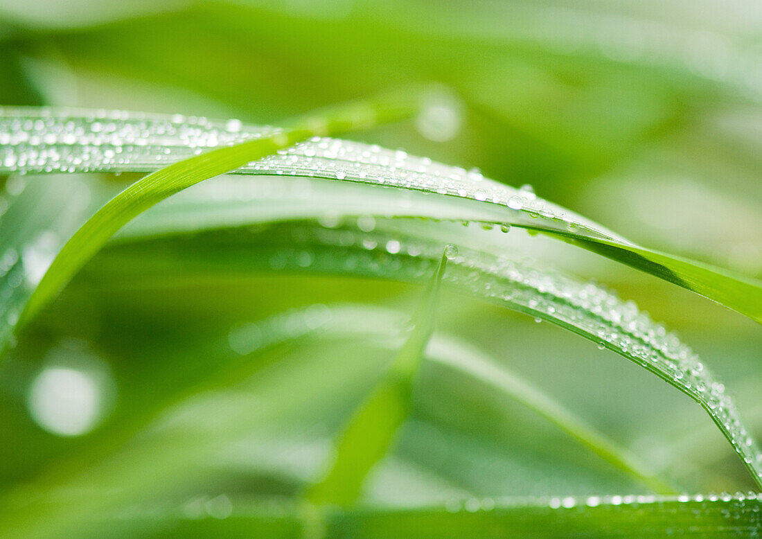 Dew drops on blades of grass, extreme close-up