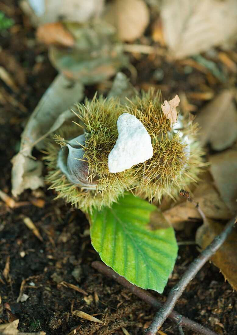 Stone on chestnuts, close-up