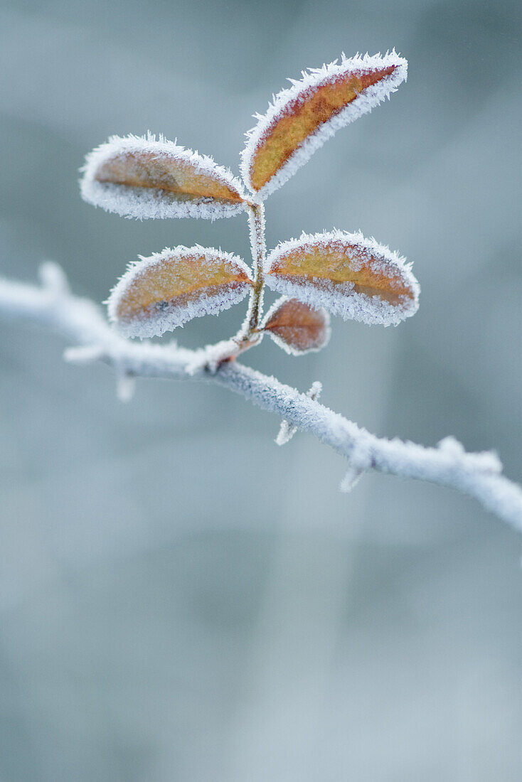 Frost covered branch