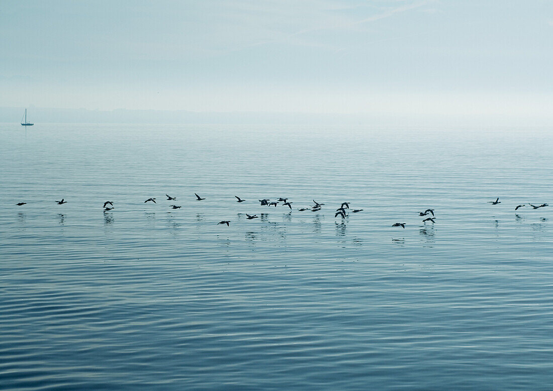 Birds flying close to surface of water