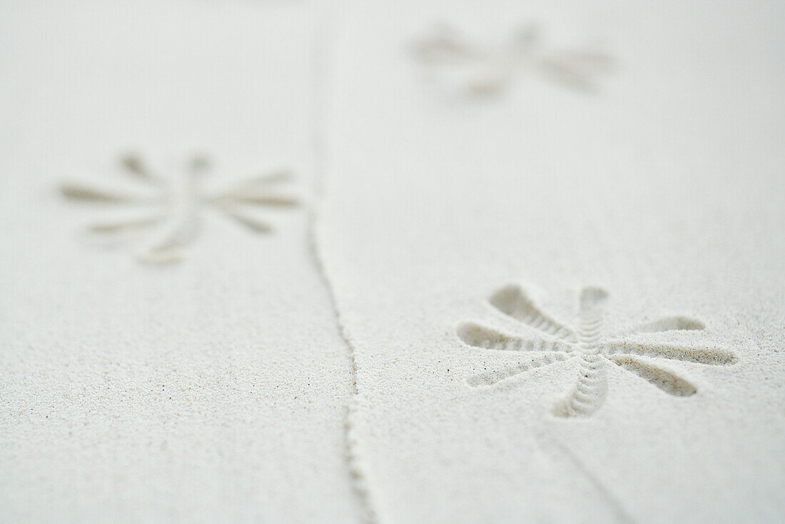 Flower pattern printed into sand, close-up