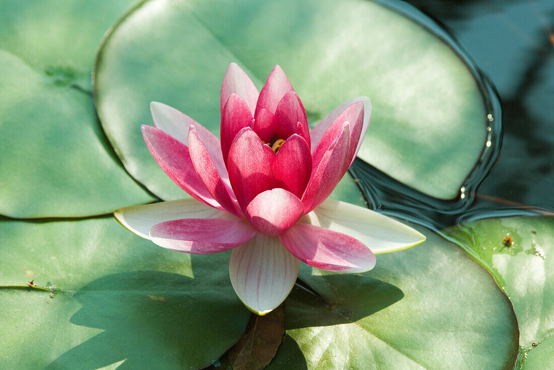 Water lily in pond, close-up