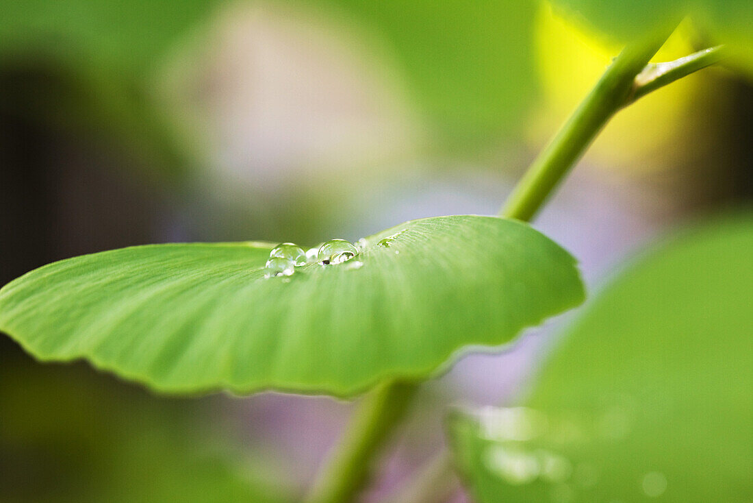Dew drops on ginkgo leaf, extreme close-up