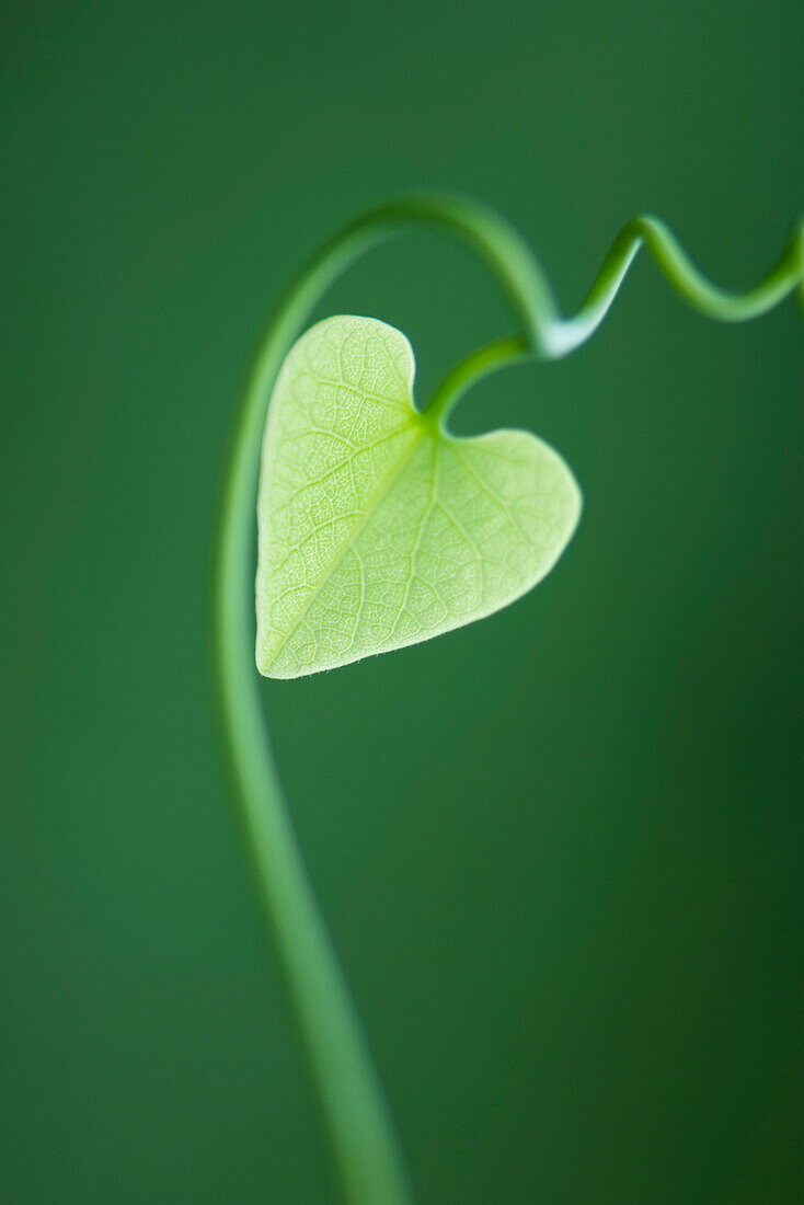 Heart shaped leaf on vine, close-up