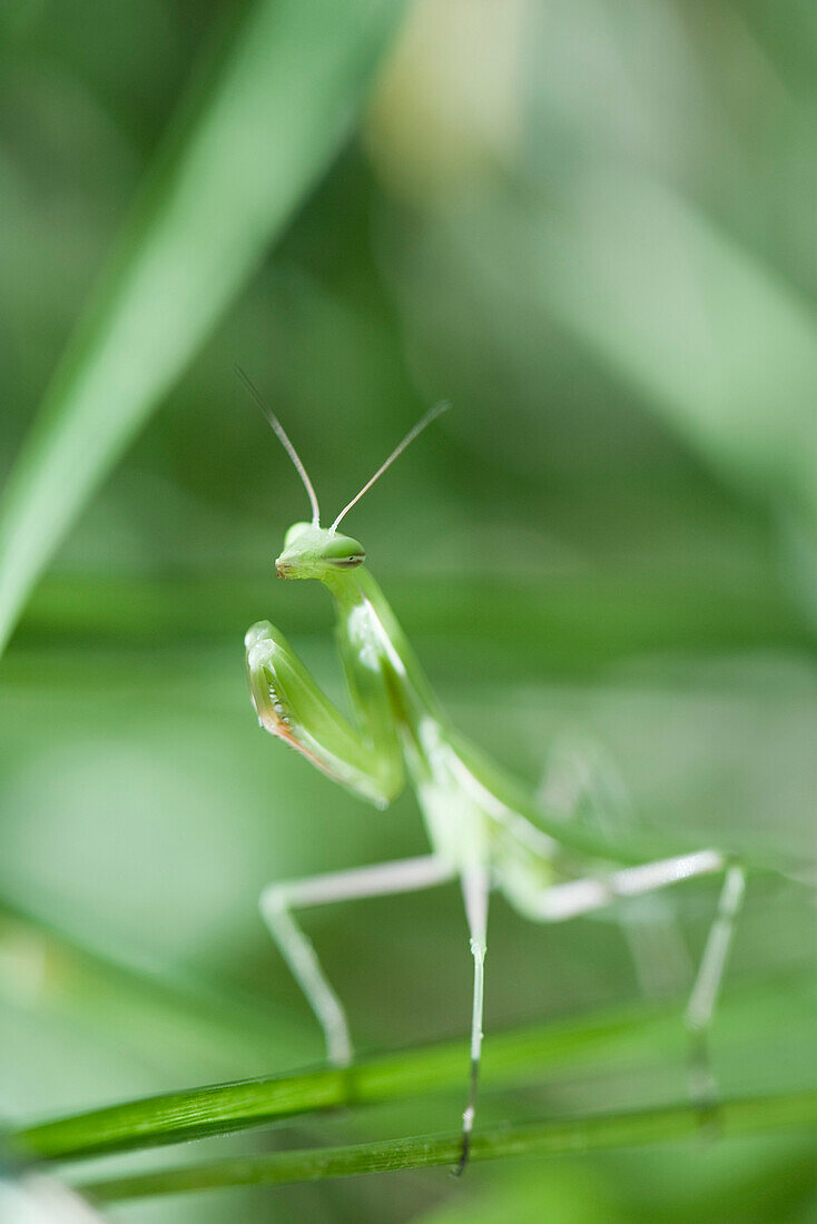Praying mantis perched on leaf