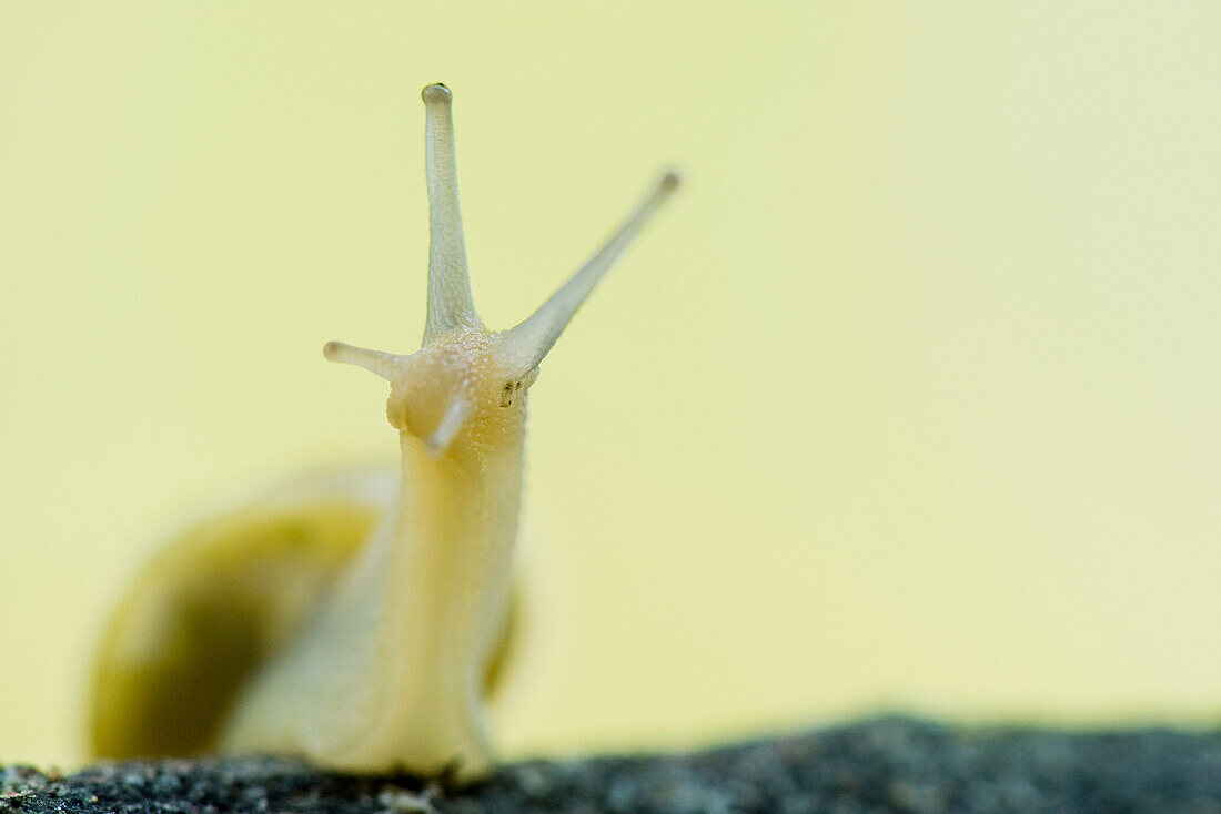 White-lipped snail (cepaea hortensis) , close-up