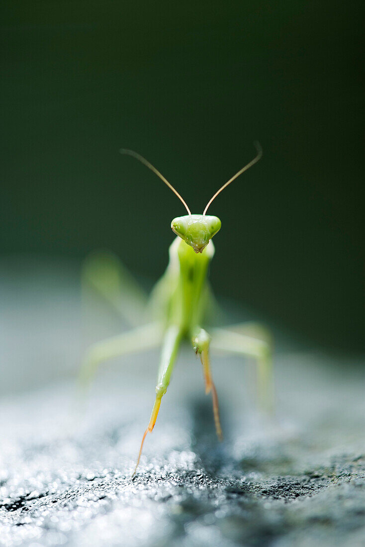 Praying mantis, front view