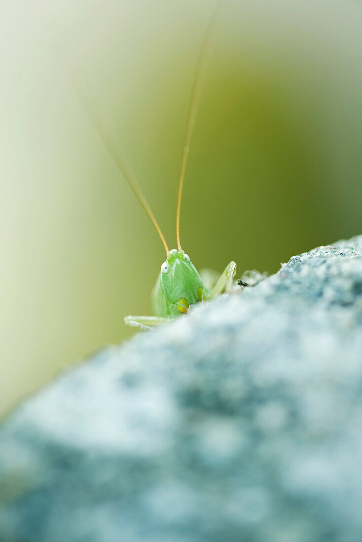 Grasshopper head emerging from below edge of rock