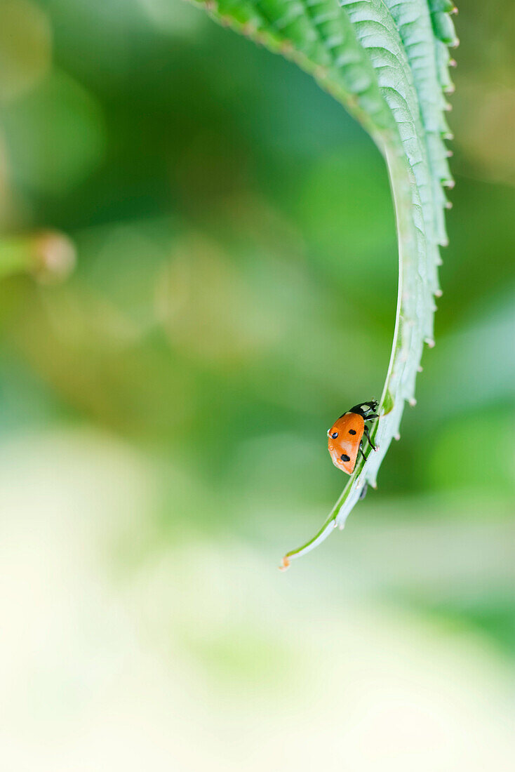 Ladybug crawling up curved leaf