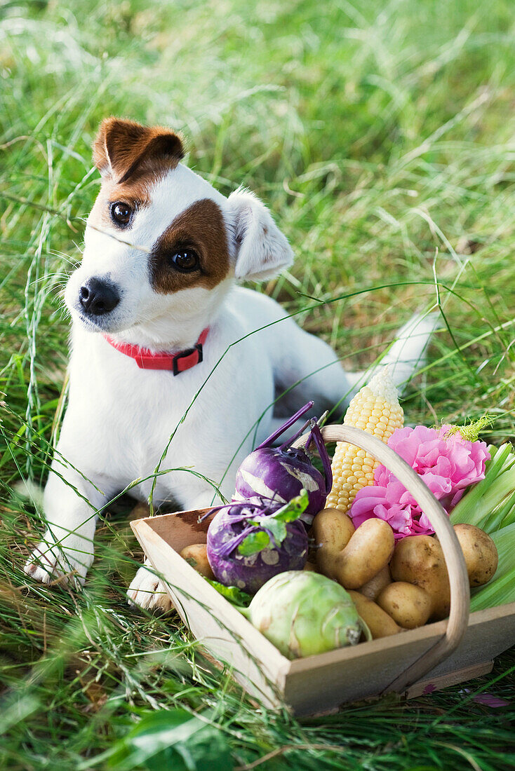 Jack Russel terrier beside basket of fresh produce