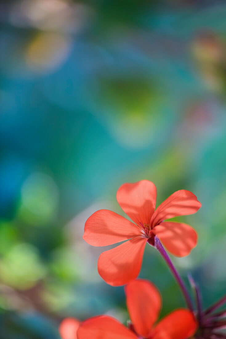 Red geranium flowers