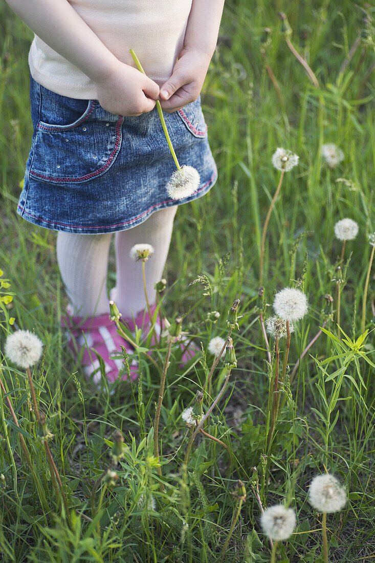 A young girl holding a dandelion standing in grass, three quarter length, low section