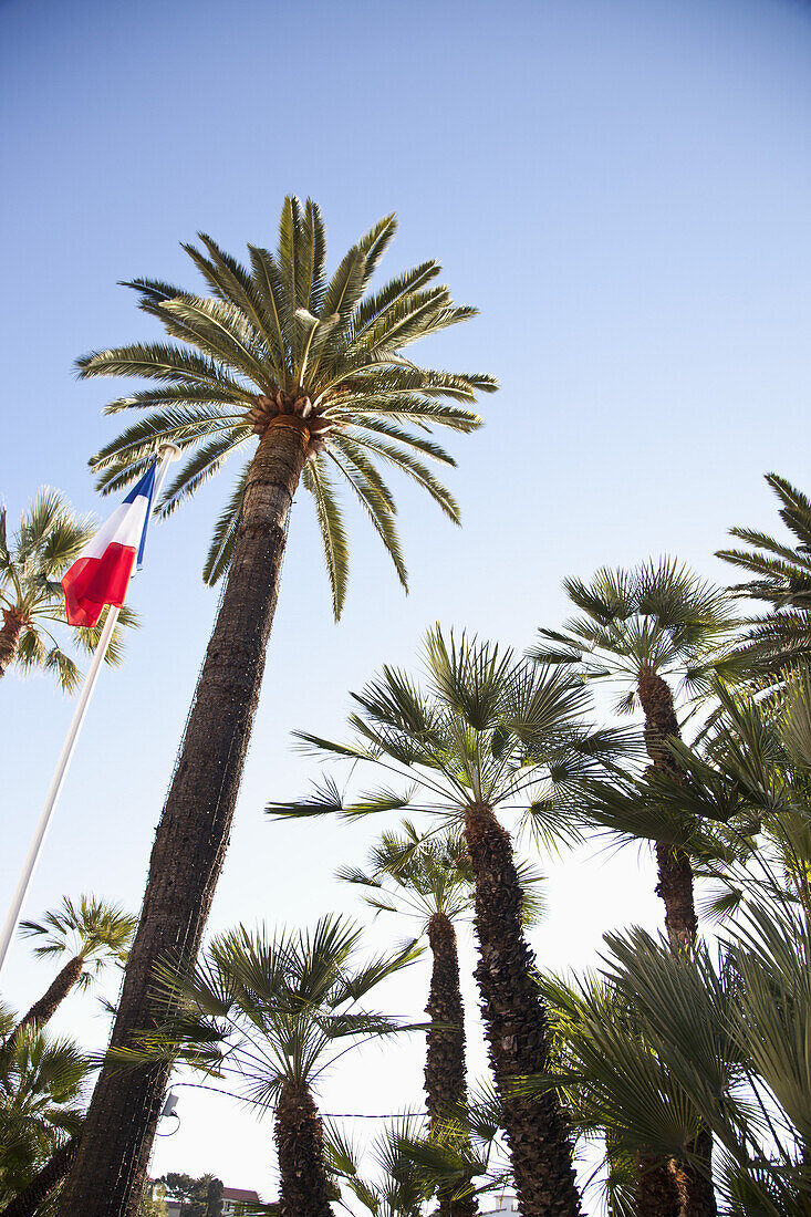 French flag on pole alongside palm trees