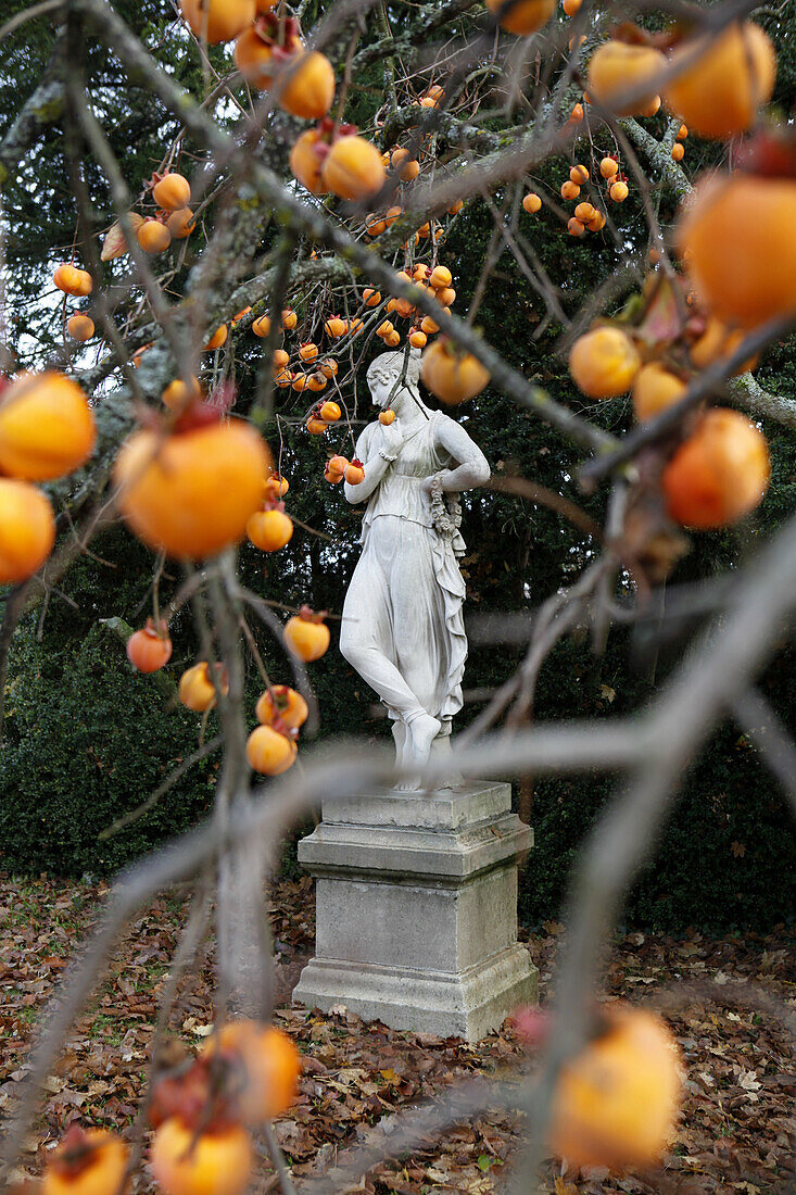 View of a statue through a persimmon tree
