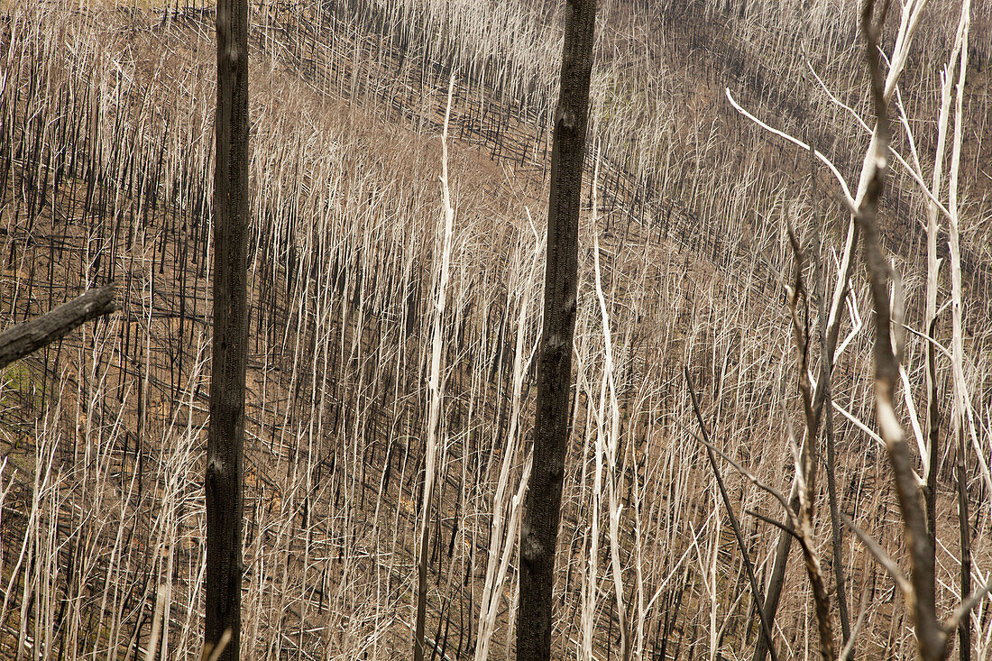 View of dry trees and grass