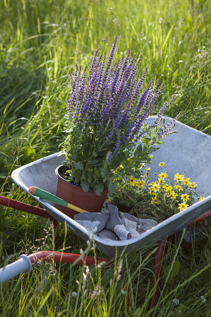 Wheelbarrow with flower pots at garden