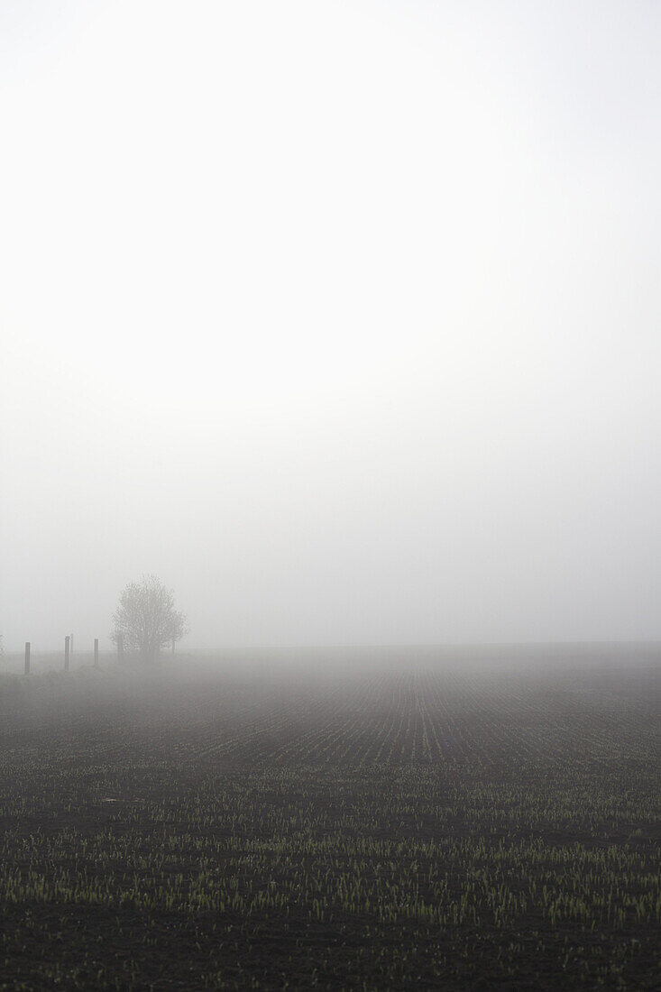 Tranquil view of agricultural field in foggy weather against clear sky