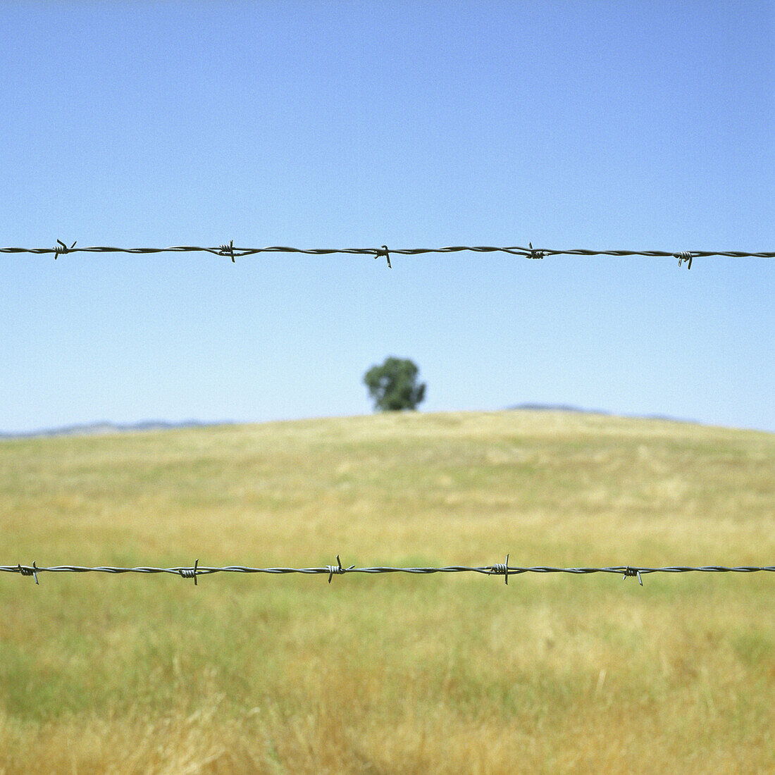 A barbed wire fence in front of a field under a blue sky and sunshine