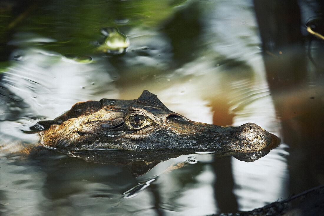 Crocodile in water