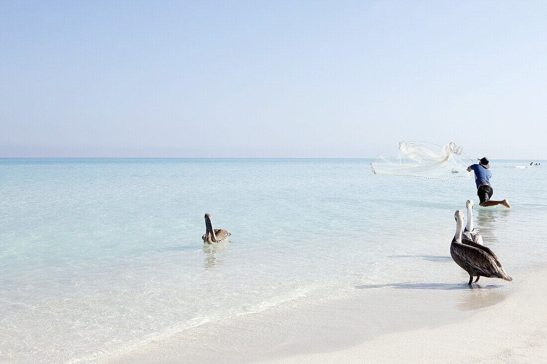 Pelicans by fisherman throwing net on sea