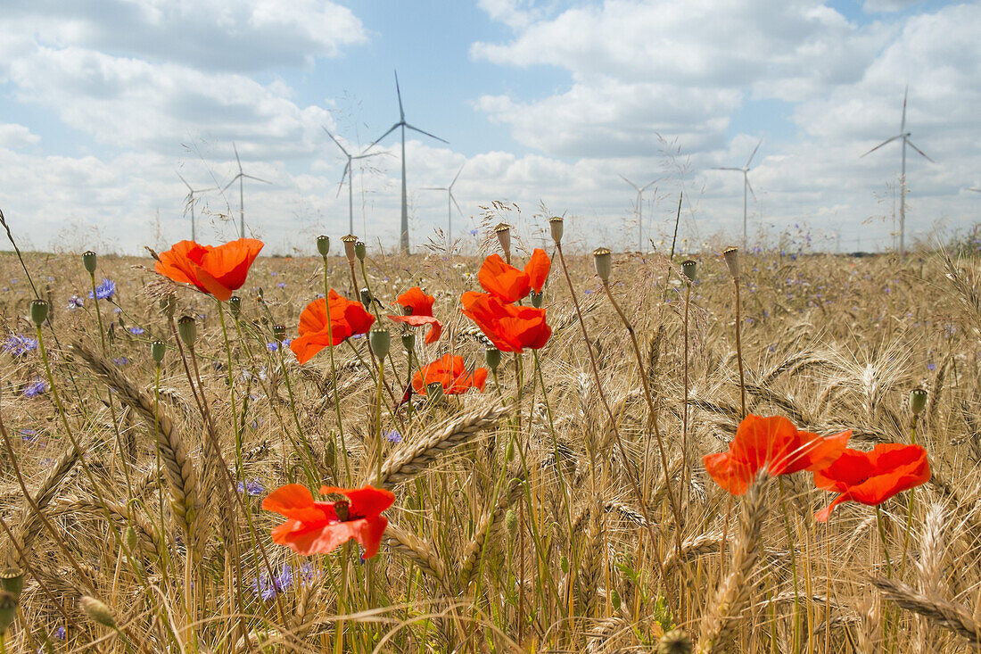 Poppy field against windmills