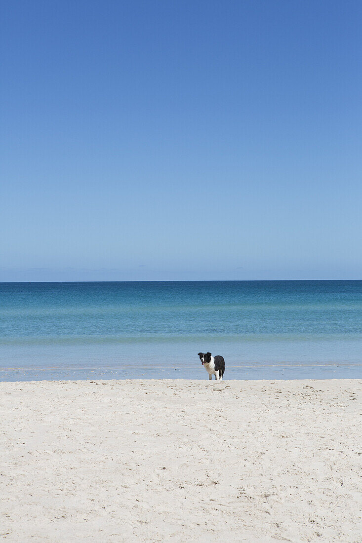 Dog on beach against clear sky