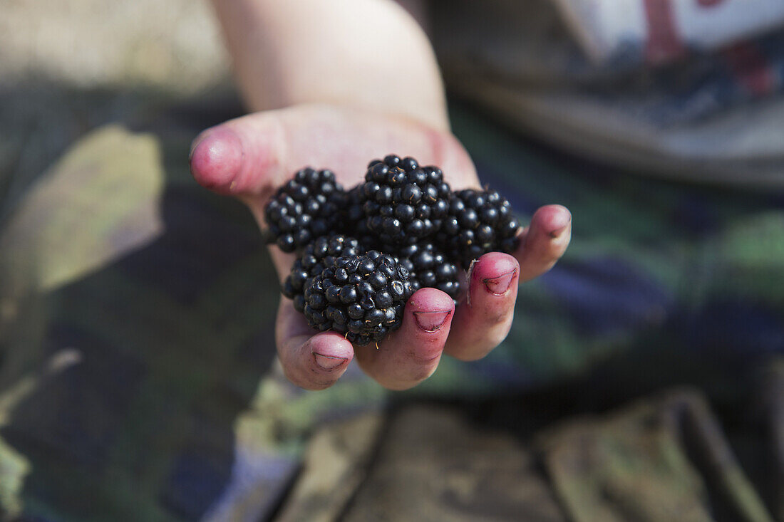 Cropped image of girl holding fresh blackberries