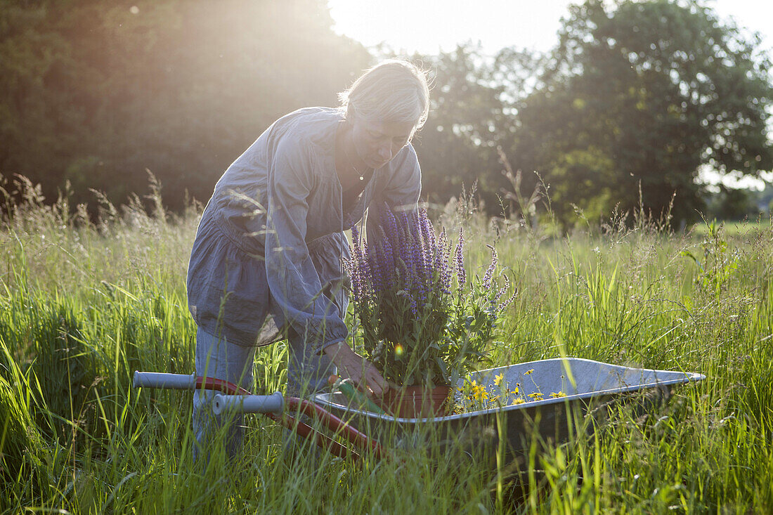 Woman loading flower pot in wheelbarrow at garden