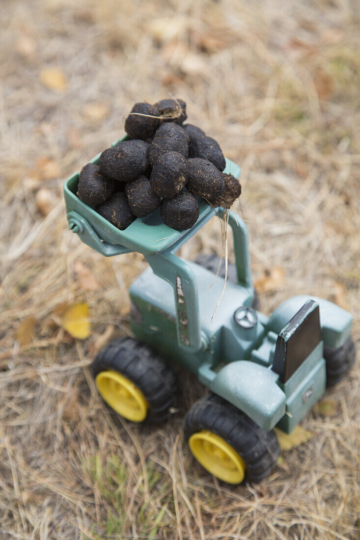 Animal dung on toy tractor