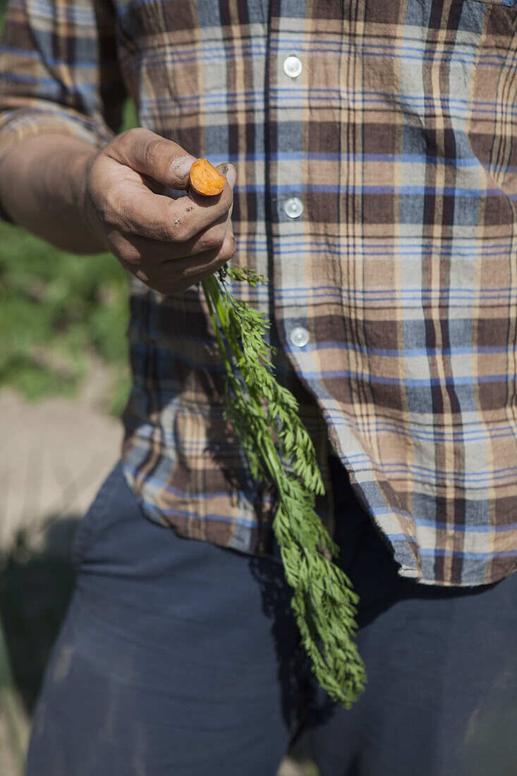 Midsection of mature man holding harvested carrot at vegetable garden