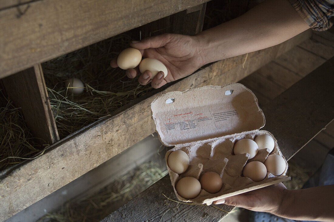 Cropped image of man collecting egg at poultry farm
