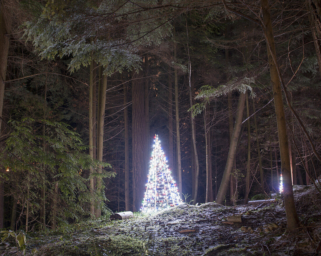 Illuminated Christmas tree in park