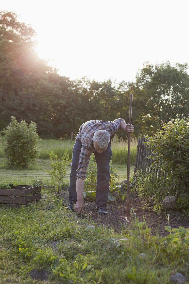 Mature man gardening in community garden