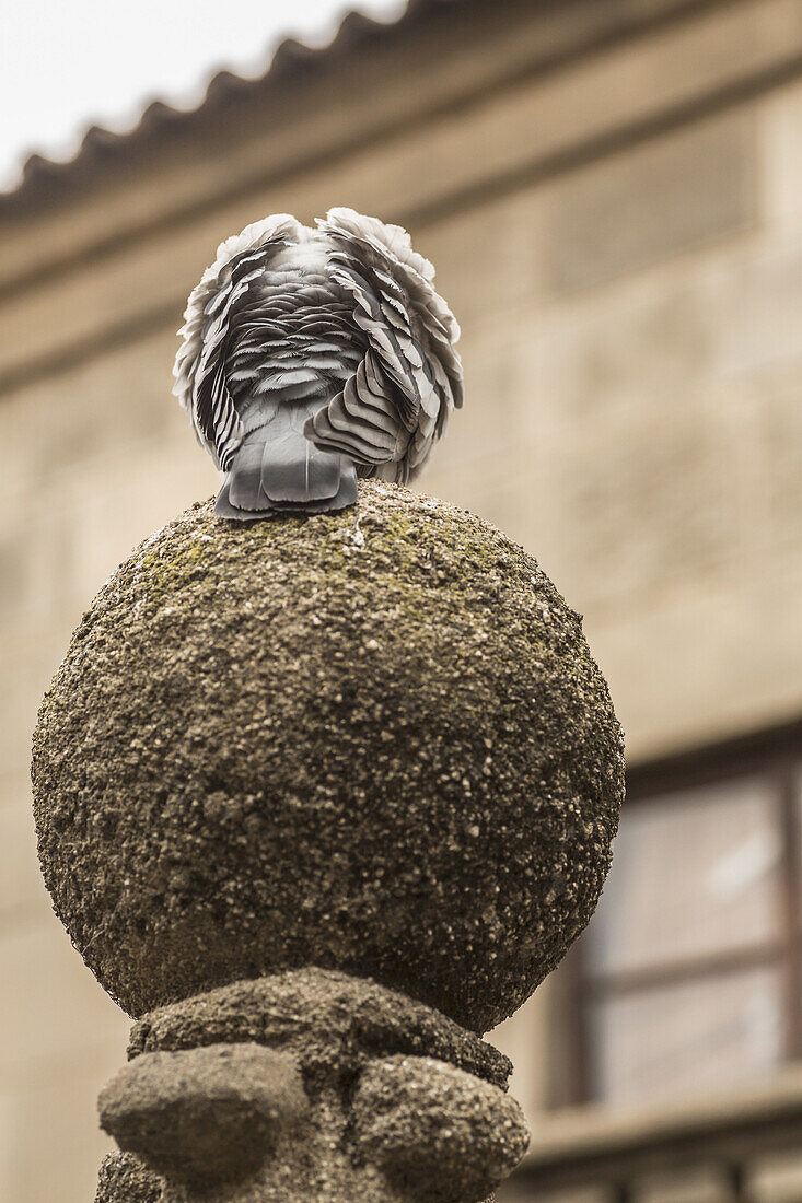 Bird perching on column against building