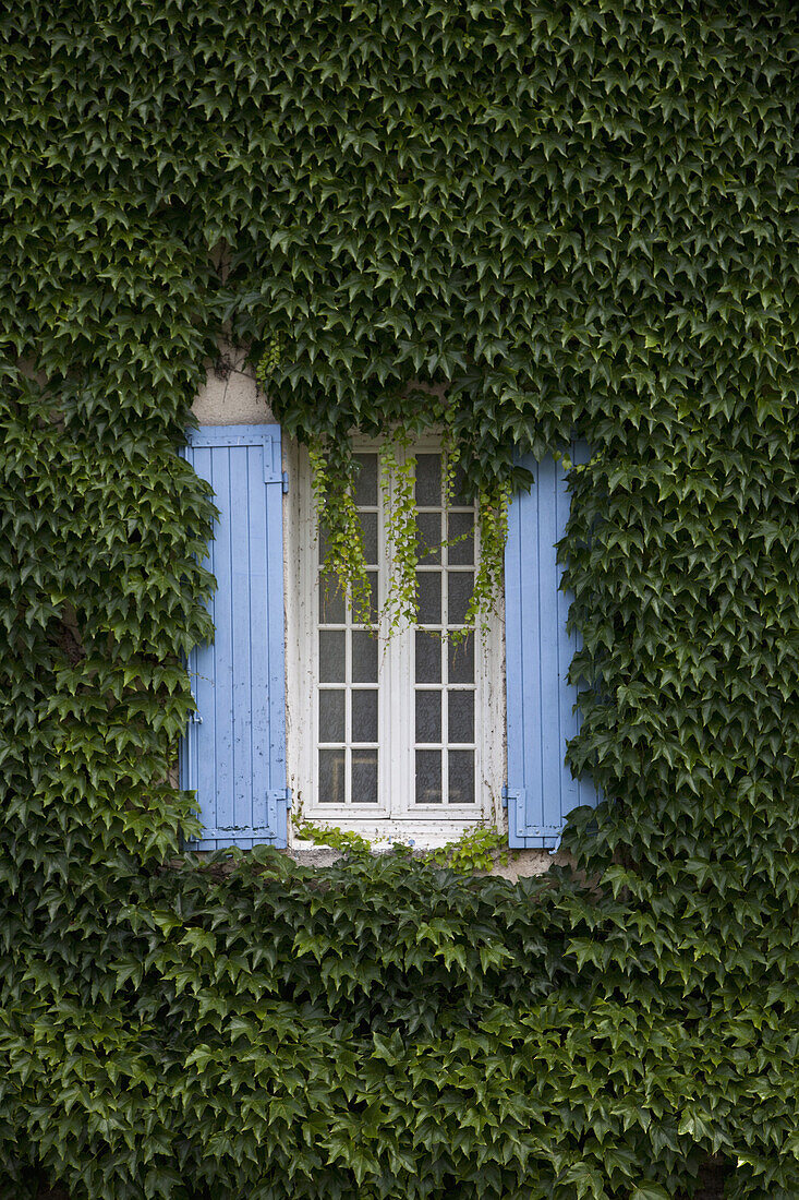 Ivy surrounding a window with shutters