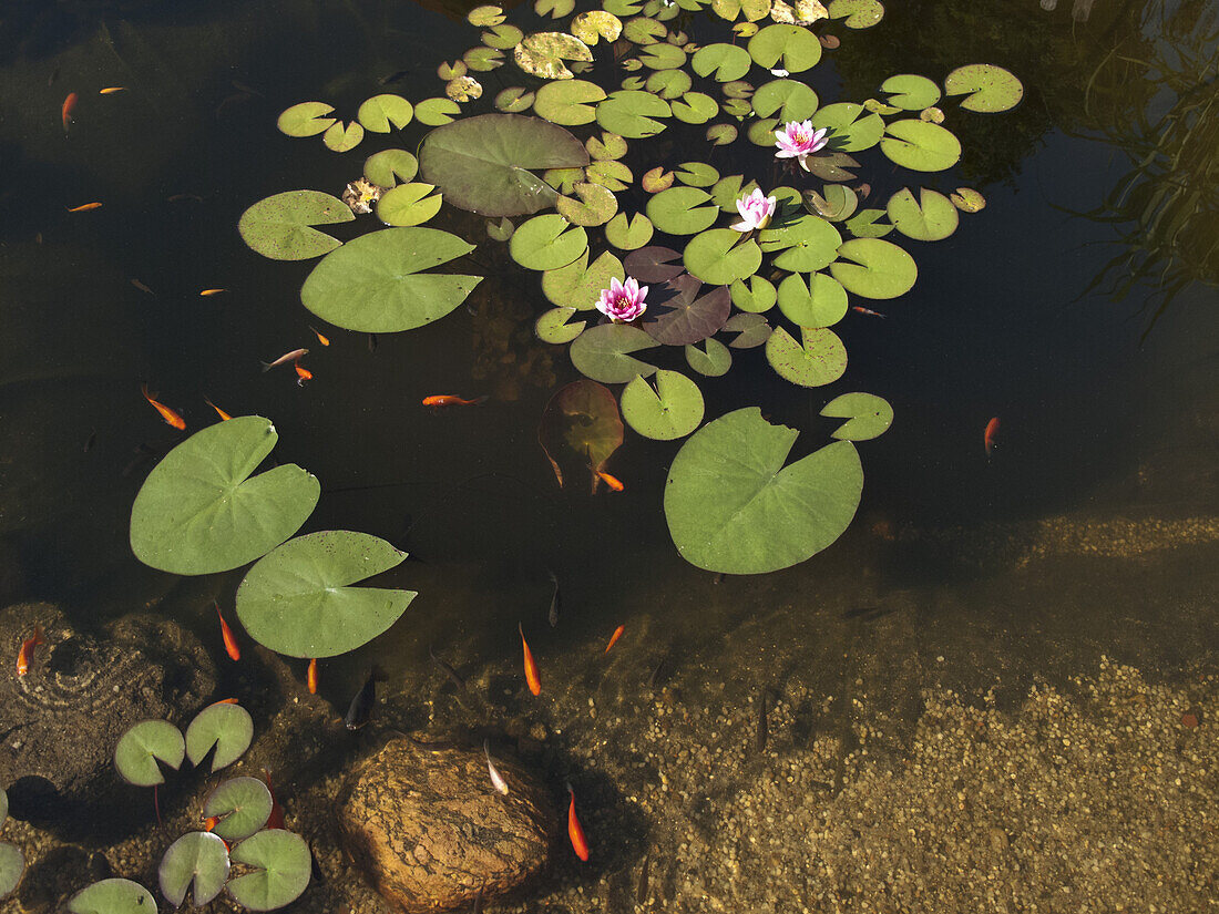 Goldfish and water lily in pond