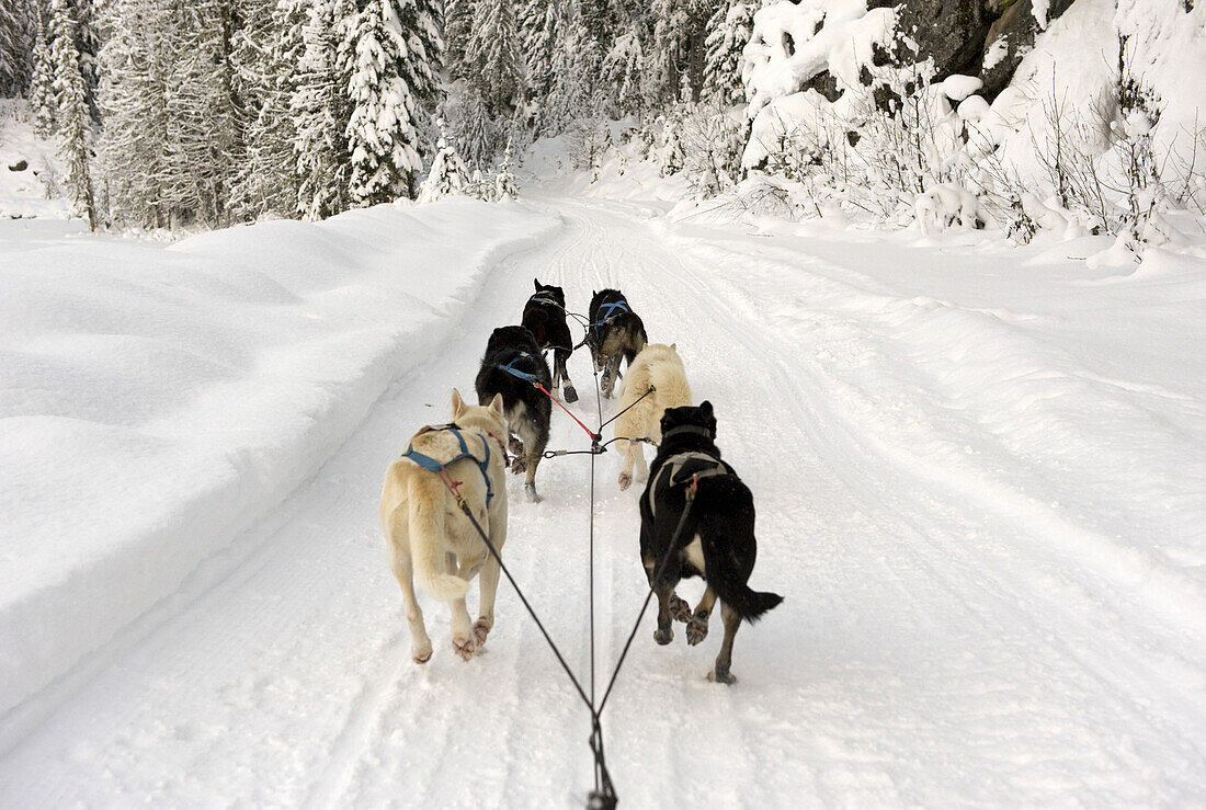Rear view of dogs pulling a sled through snow