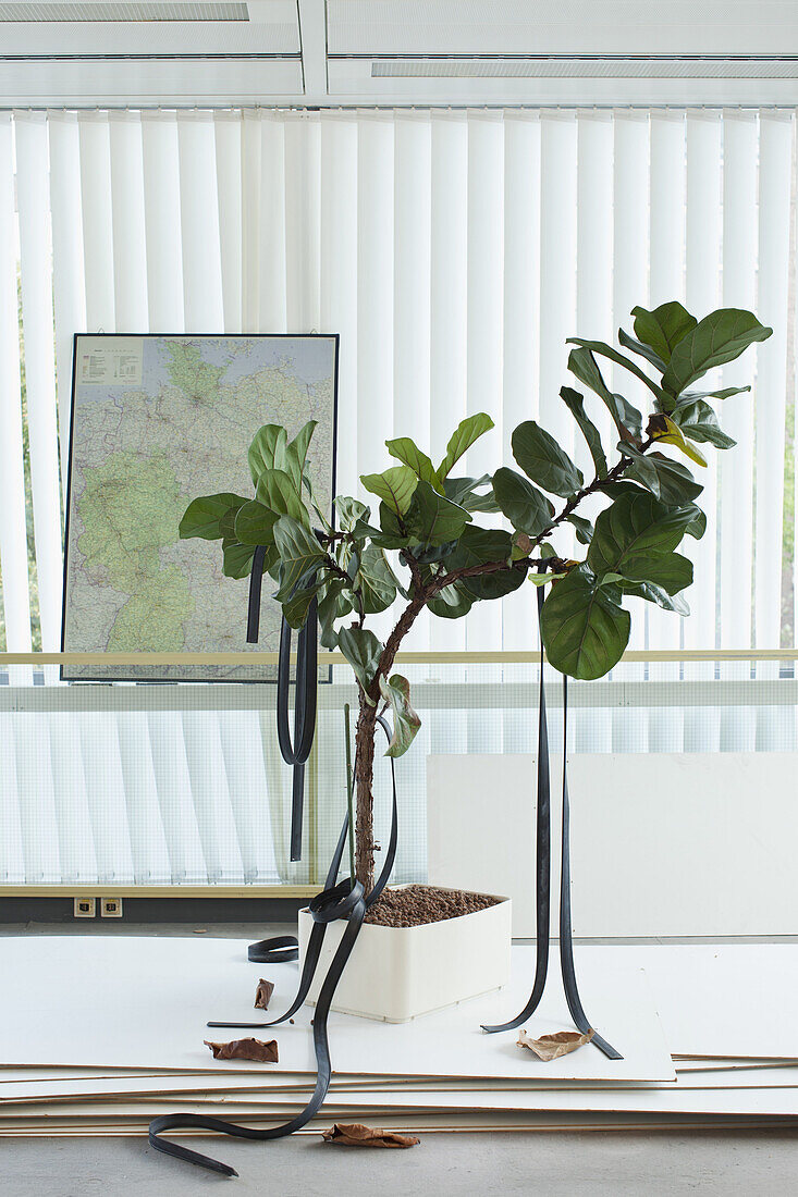 Potted plant with rubber straps hanging on it, map in background