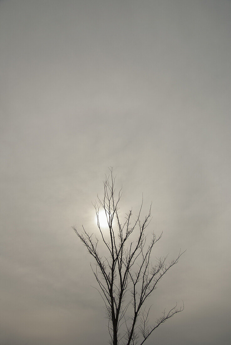 Bare tree on an overcast day, sun visible through clouds