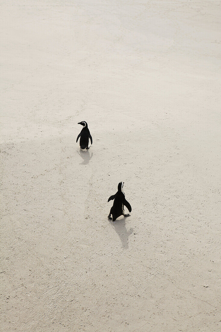 Two penguins walking on sand, Simon's Town, South Africa