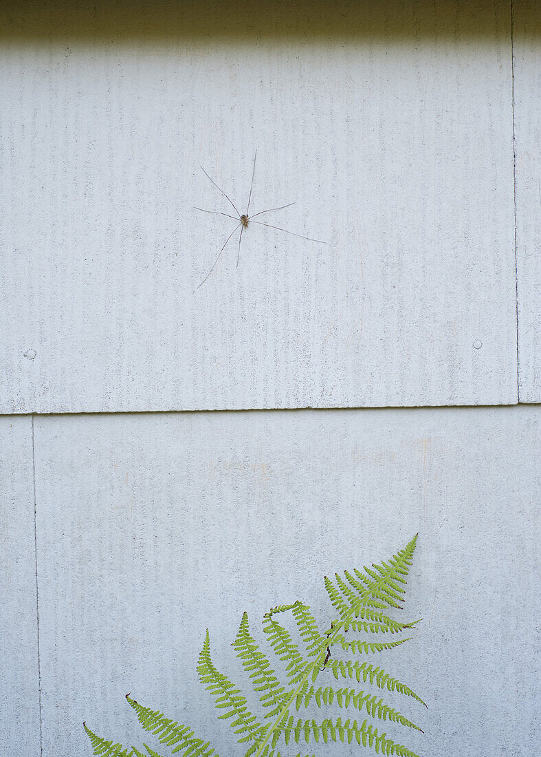 A Daddy Long Legs spider on wall above fern, close-up