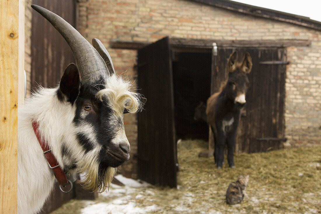 Goat and donkey in barn