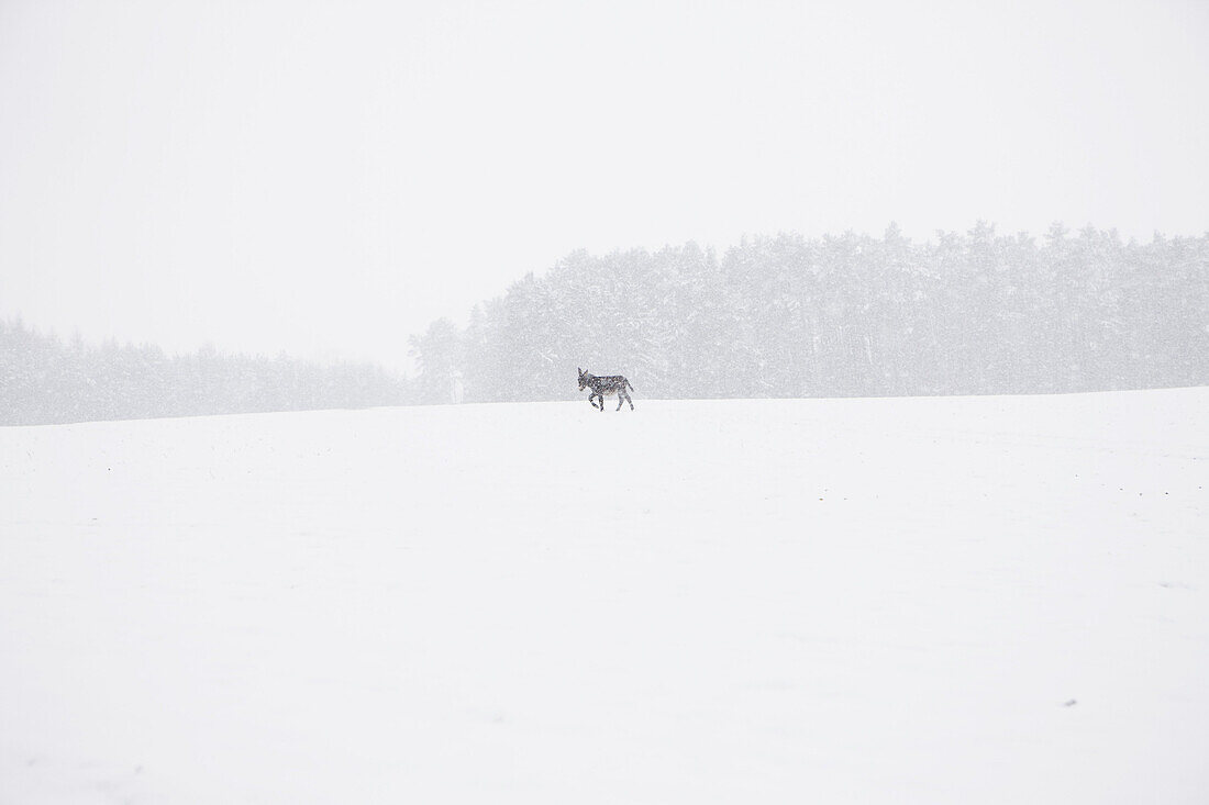 Donkey walking in snow, distant