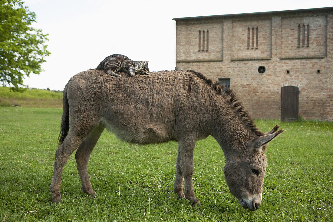 Cat lying on donkey