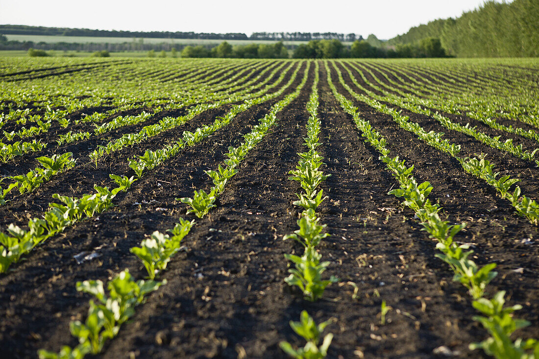 Rows of new crops growing in a field