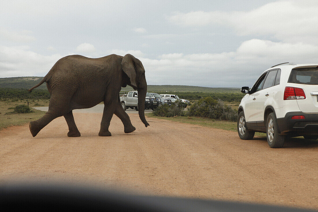 Elephant crossing road, Addo Elephant National Park, South Africa