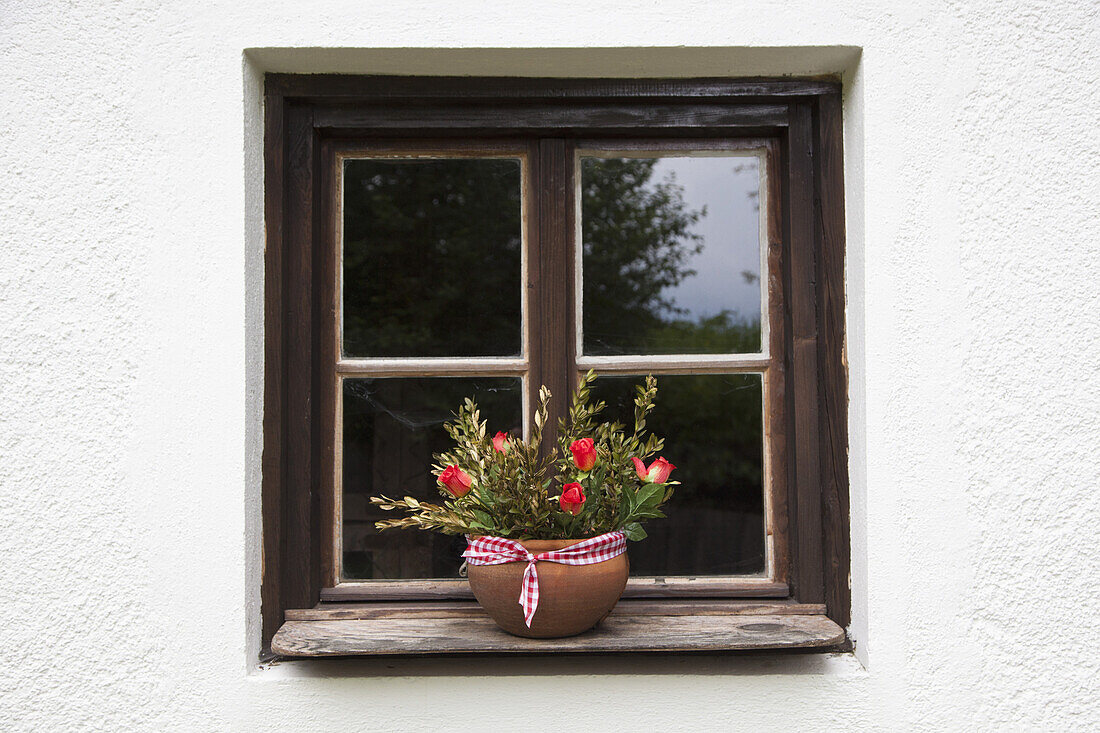 Pot plant on window sill